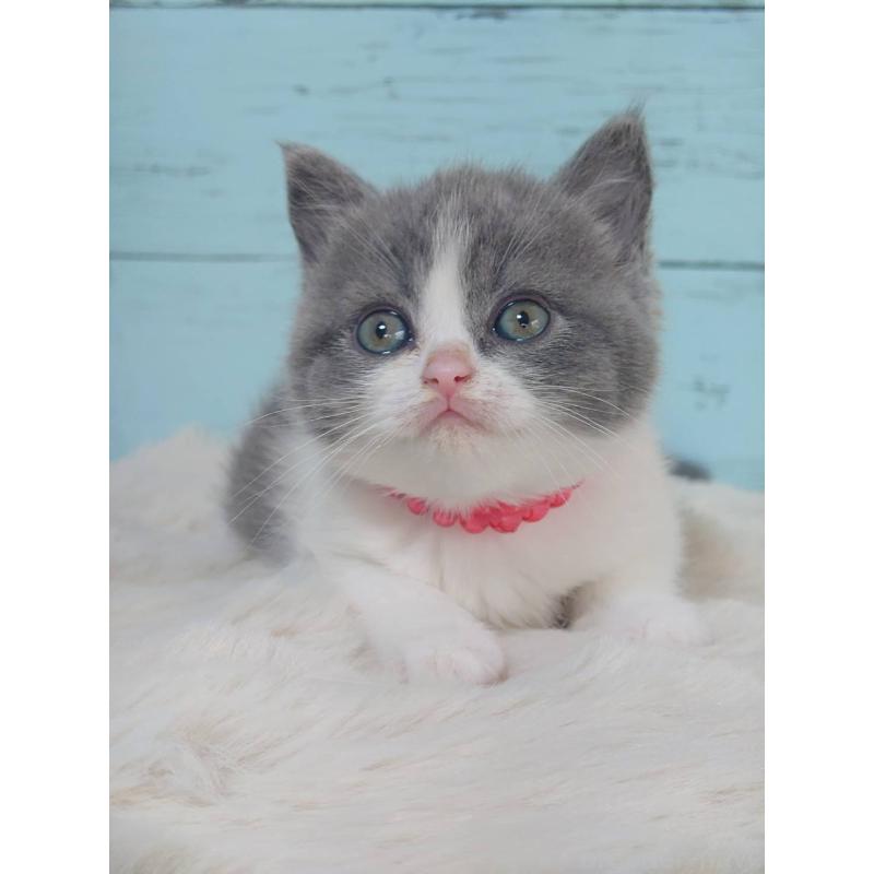 販売中の東京都のブリティッシュショートヘア-136260の4枚目