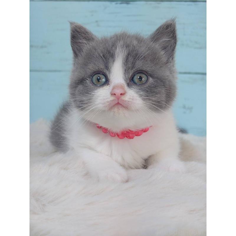 販売中の東京都のブリティッシュショートヘア-136260の3枚目