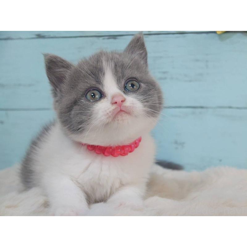 販売中の東京都のブリティッシュショートヘア-136260の2枚目