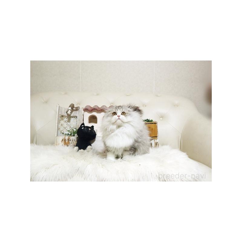 成約済の佐賀県のスコティッシュフォールド-132856の5枚目