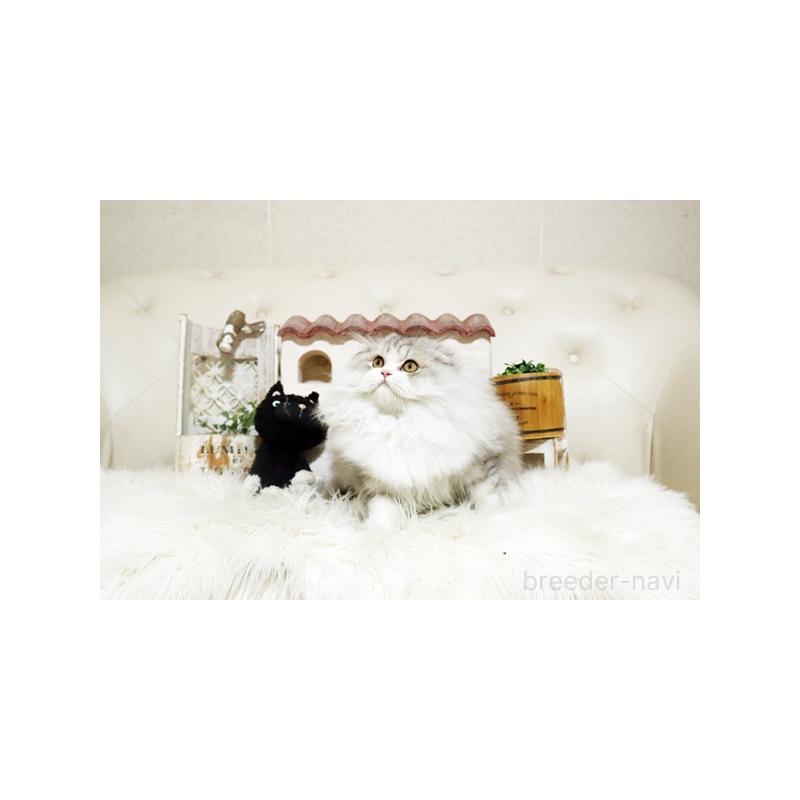 成約済の佐賀県のスコティッシュフォールド-132856の3枚目