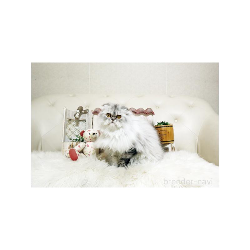 販売中の佐賀県のスコティッシュフォールド-125391の4枚目