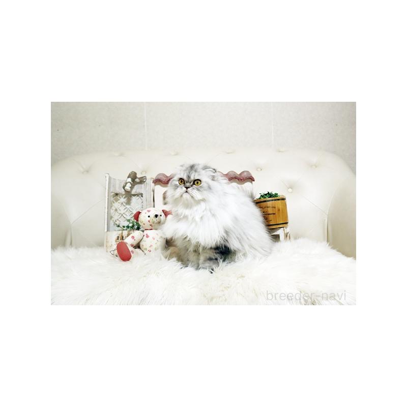 販売中の佐賀県のスコティッシュフォールド-125391の3枚目