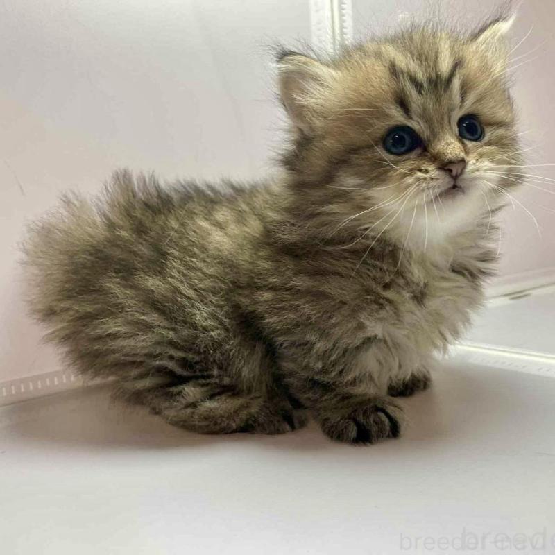 販売中の群馬県のミヌエット(短足)-136261の3枚目