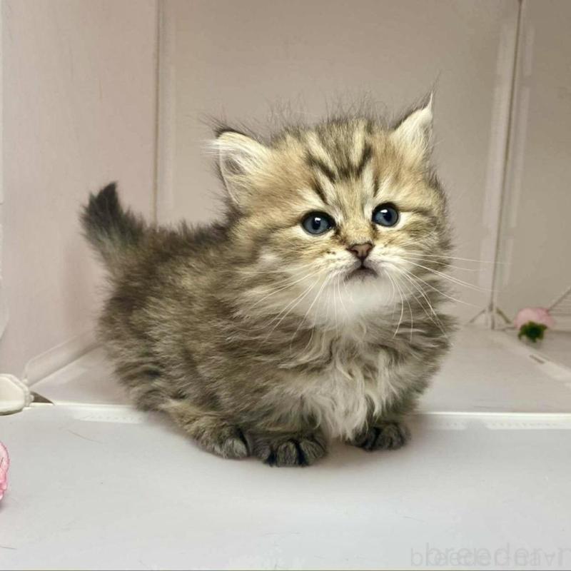 販売中の群馬県のミヌエット(短足)-136261の1枚目