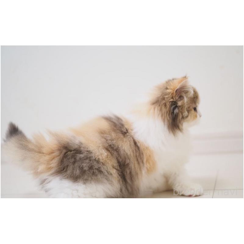 販売中の埼玉県のスコティッシュストレート-136262の4枚目