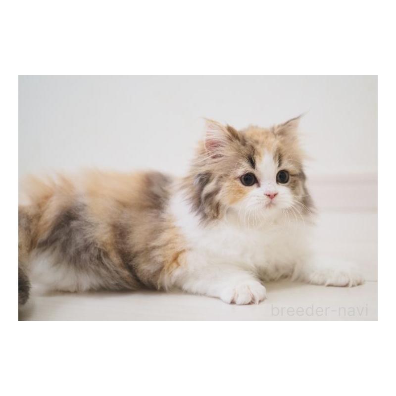 販売中の埼玉県のスコティッシュストレート-136262の3枚目