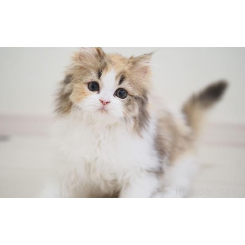 販売中の埼玉県のスコティッシュストレート-136262