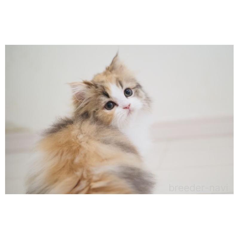 販売中の埼玉県のスコティッシュストレート-136262の2枚目