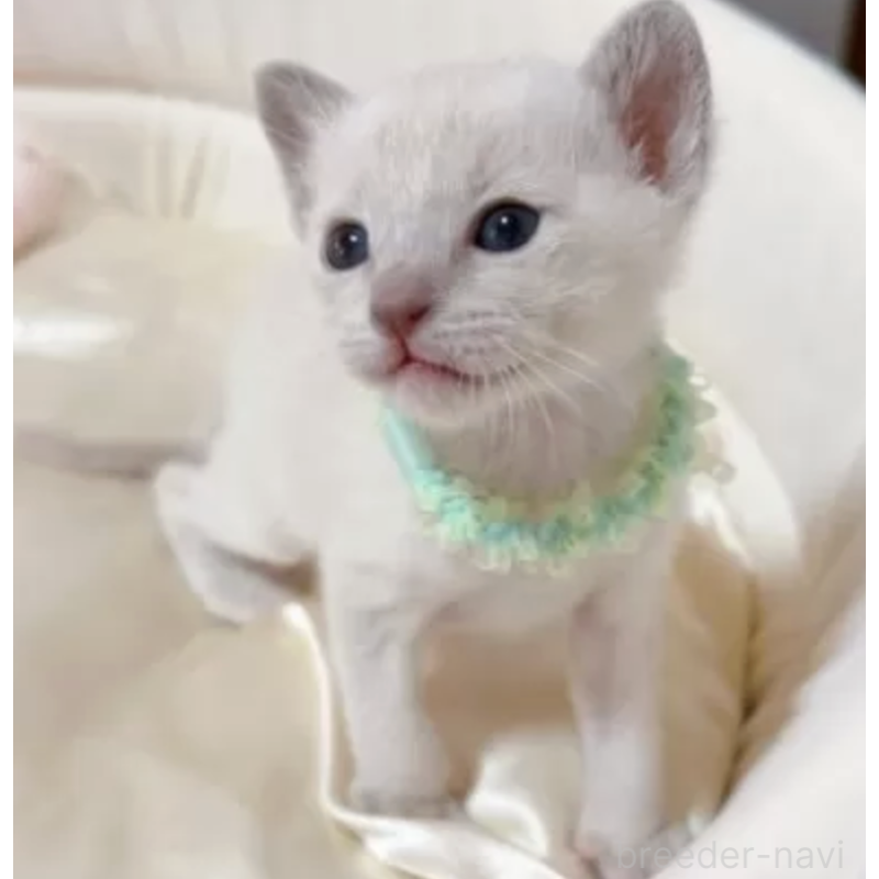 販売中の群馬県のトンキニーズ-136264の3枚目