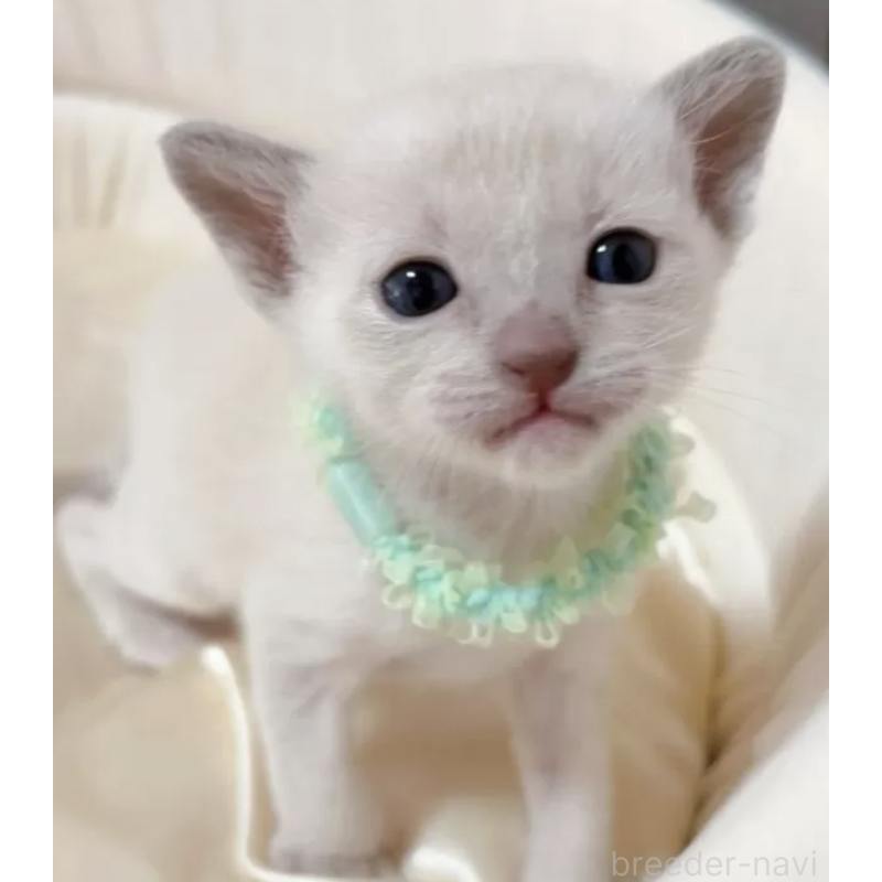 販売中の群馬県のトンキニーズ-136264の2枚目