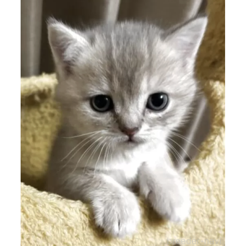 販売中の愛媛県のスコティッシュストレート-136265の2枚目