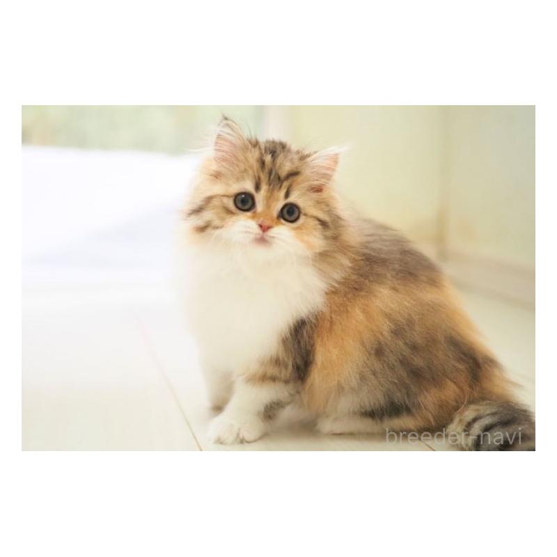 販売中の埼玉県のスコティッシュストレート-136266の3枚目