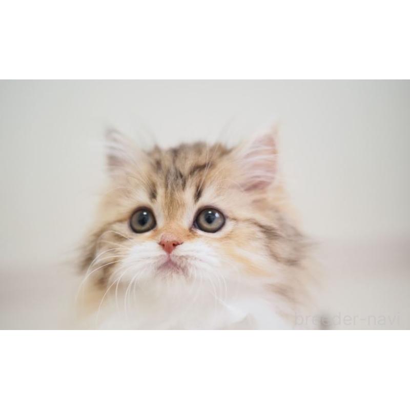 販売中の埼玉県のスコティッシュストレート-136266