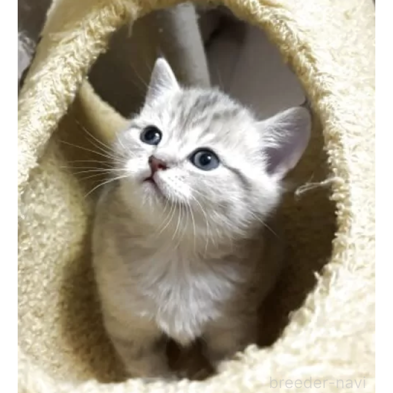 販売中の愛媛県のスコティッシュストレート-136267の2枚目