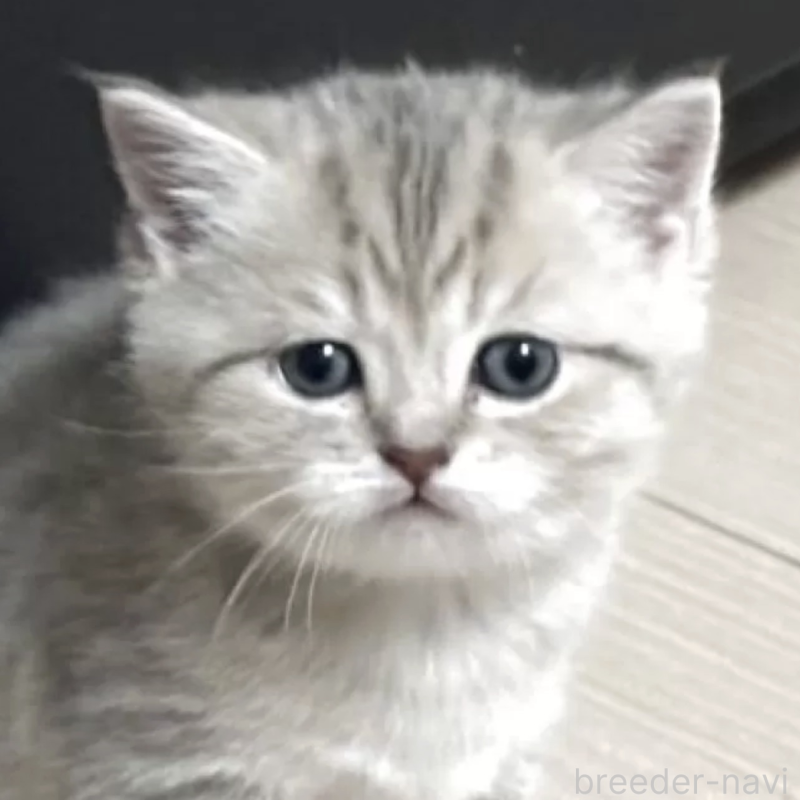 販売中の愛媛県のスコティッシュストレート-136267