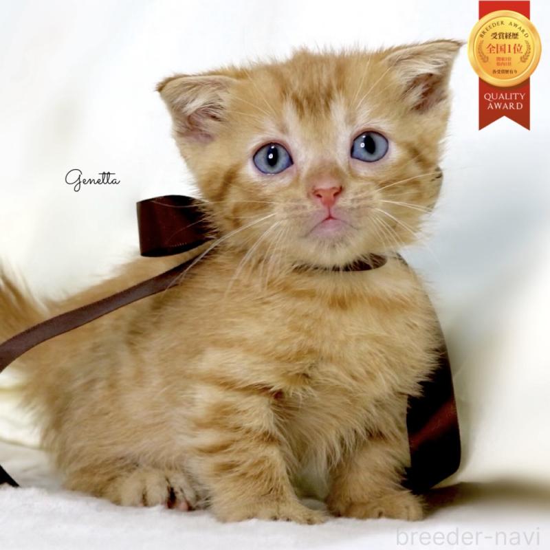 販売中の栃木県のジェネッタ-134947