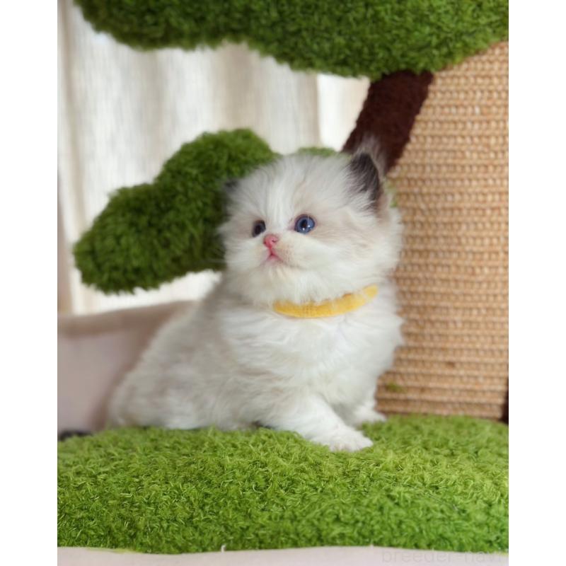 販売中の千葉県のラグドール-136268の5枚目