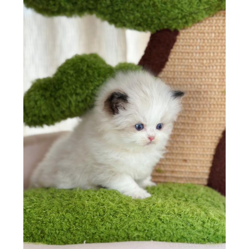 販売中の千葉県のラグドール-136268の4枚目