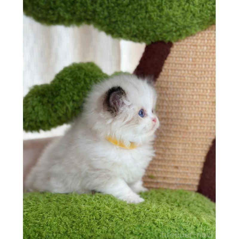 販売中の千葉県のラグドール-136268の3枚目