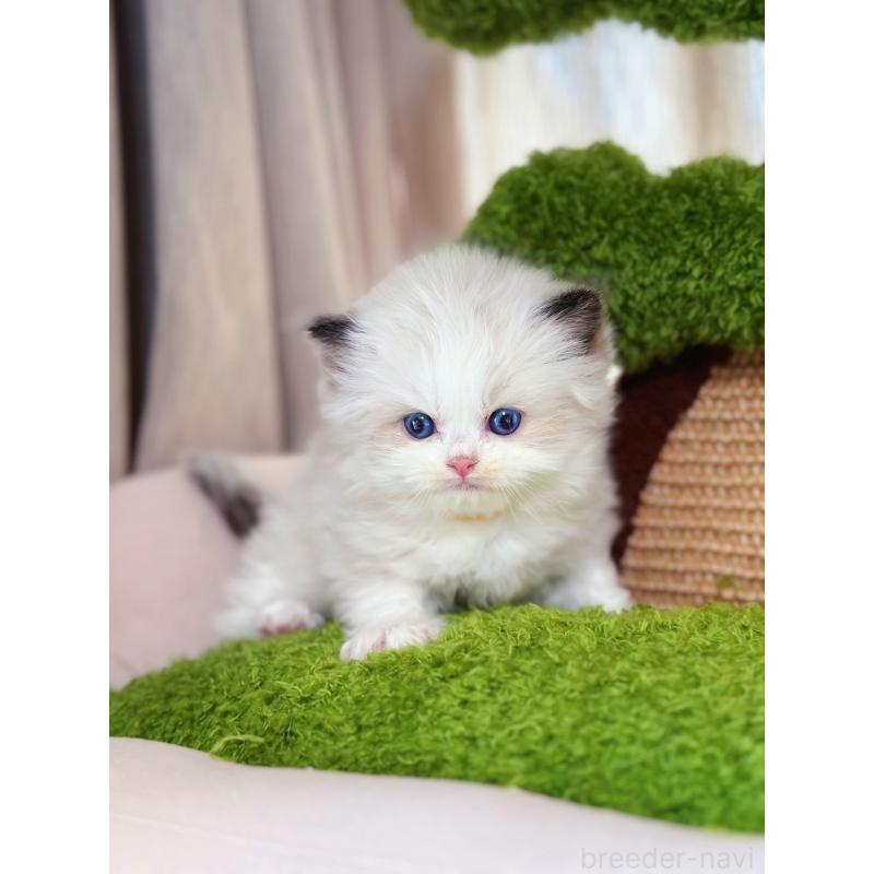 販売中の千葉県のラグドール-136268の2枚目