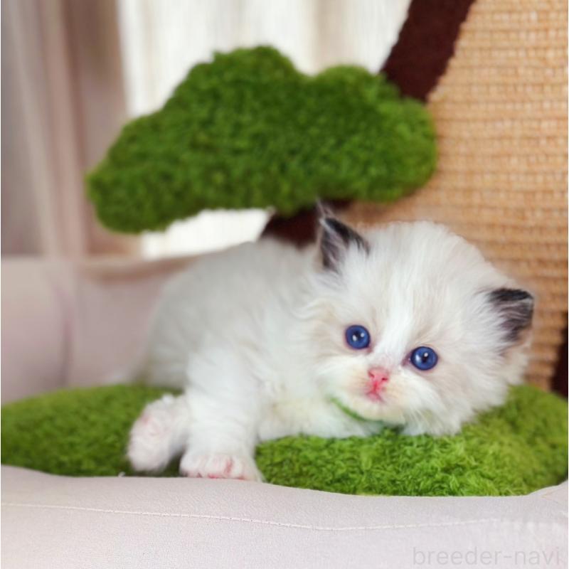 販売中の千葉県のラグドール-136270の5枚目