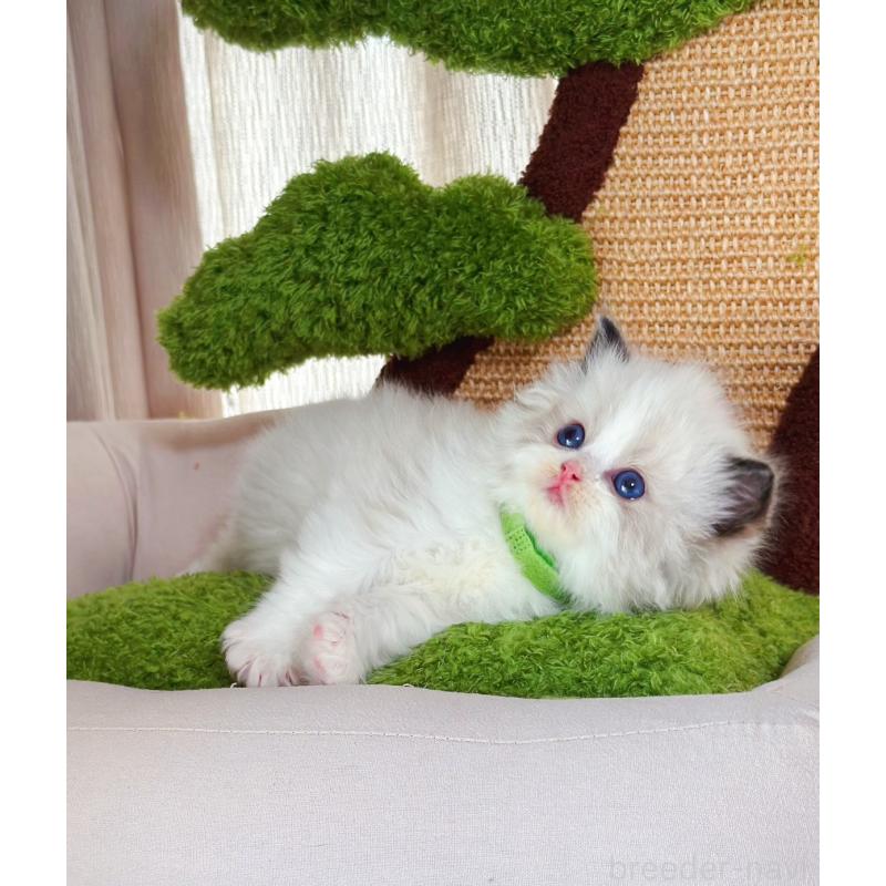 販売中の千葉県のラグドール-136270の4枚目