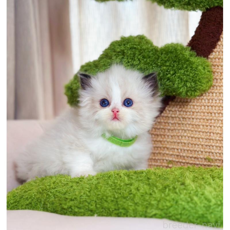 販売中の千葉県のラグドール-136270の2枚目