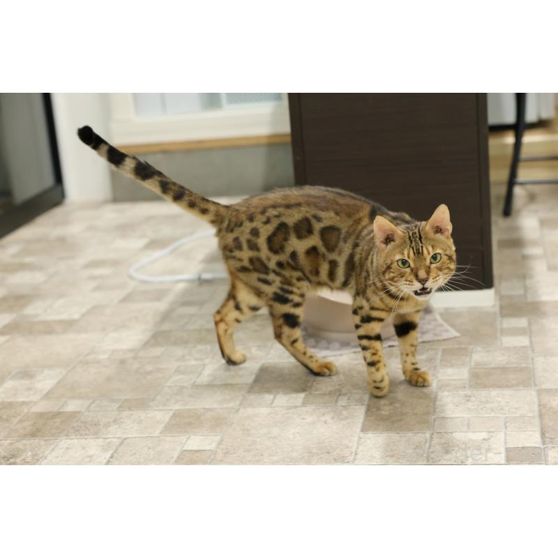 販売中の大阪府のベンガル-136271の7枚目