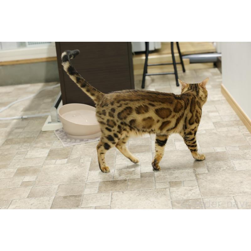 販売中の大阪府のベンガル-136271の5枚目