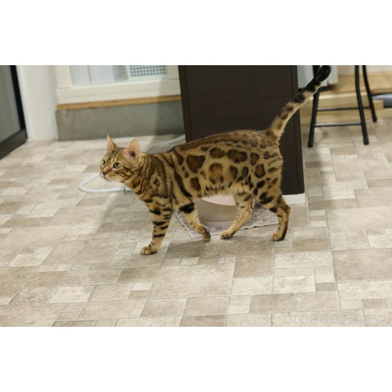販売中の大阪府のベンガル-136271の4枚目
