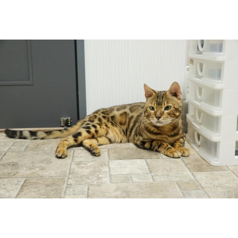 販売中の大阪府のベンガル-136271の3枚目