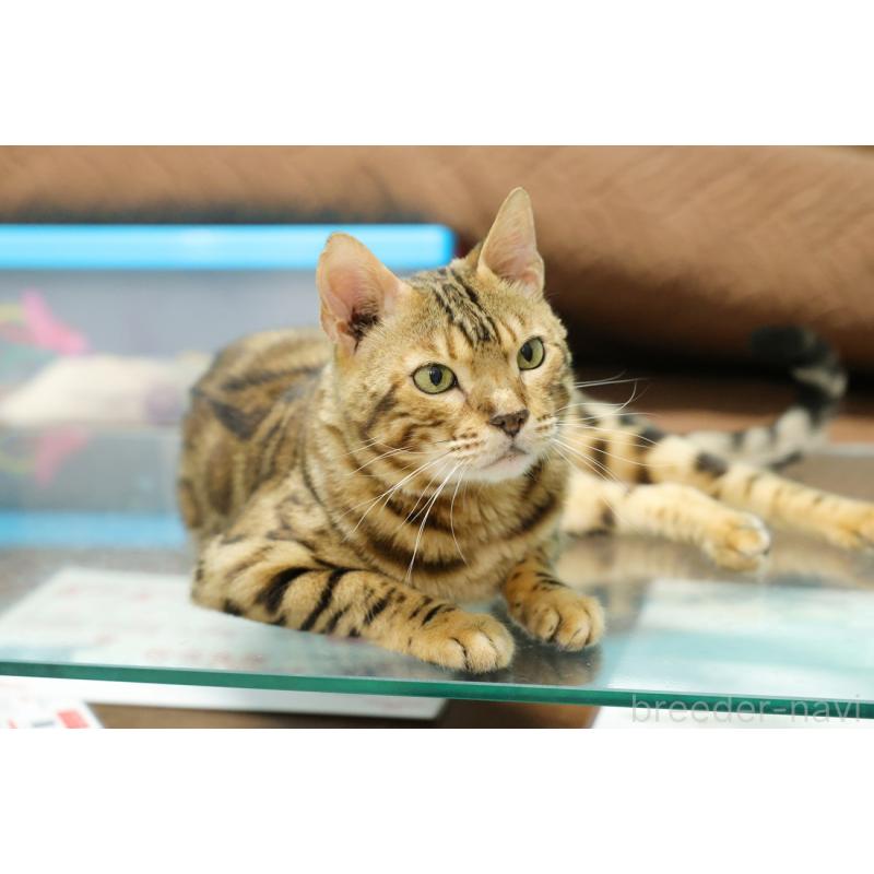 販売中の大阪府のベンガル-136271の2枚目