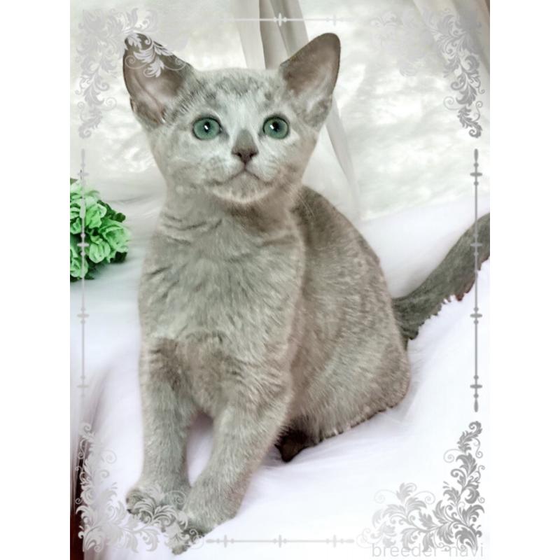 販売中の埼玉県のロシアンブルー-136272の5枚目