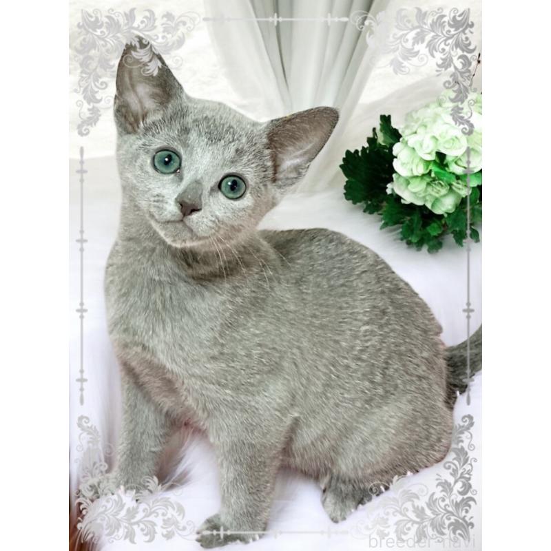 販売中の埼玉県のロシアンブルー-136272の4枚目