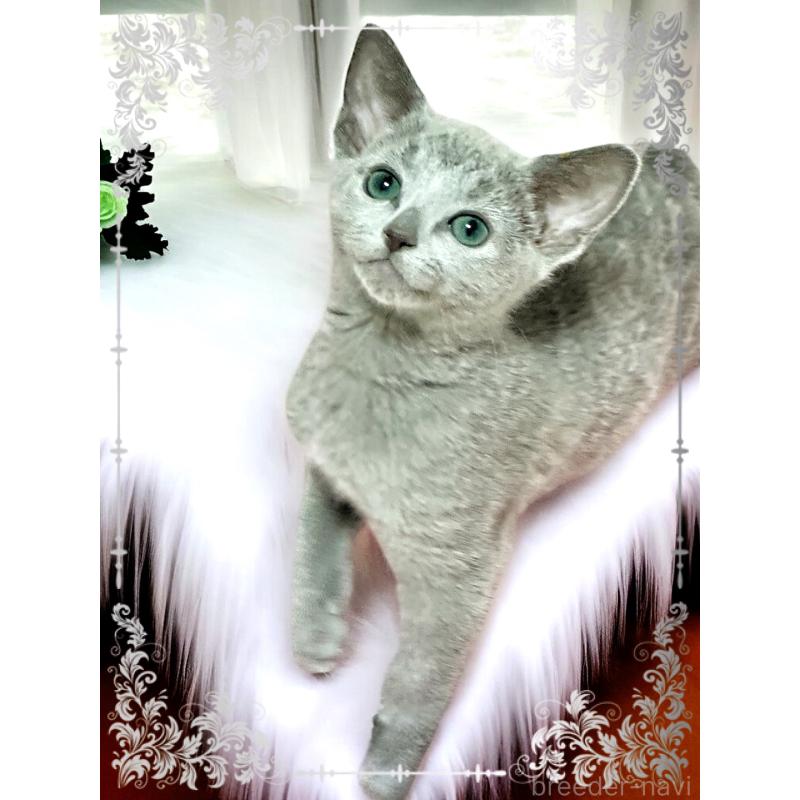 販売中の埼玉県のロシアンブルー-136272の3枚目