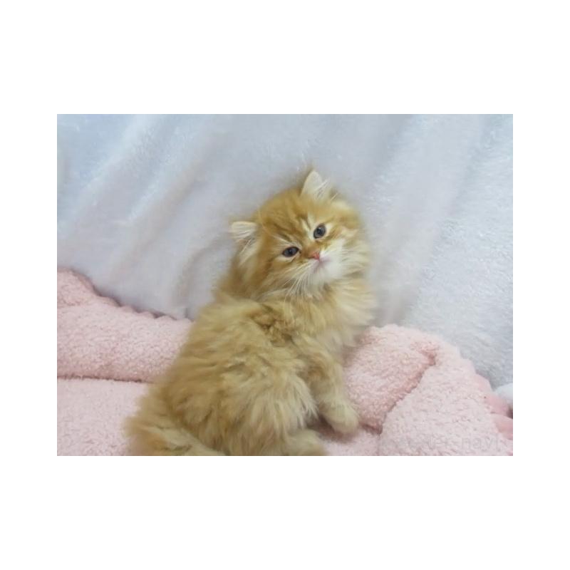 販売中の神奈川県のミヌエット-136273の5枚目