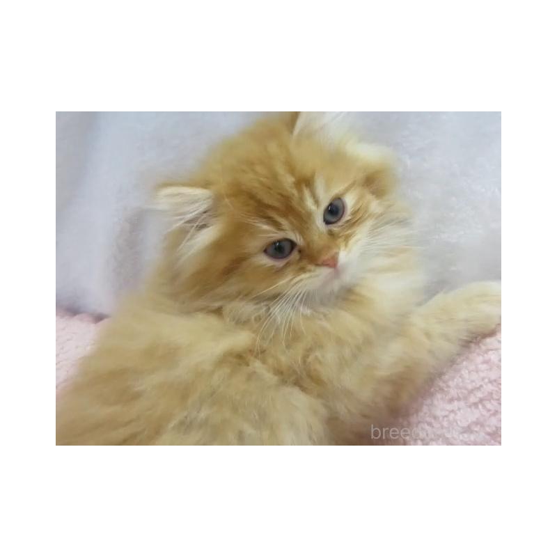 販売中の神奈川県のミヌエット-136273の3枚目