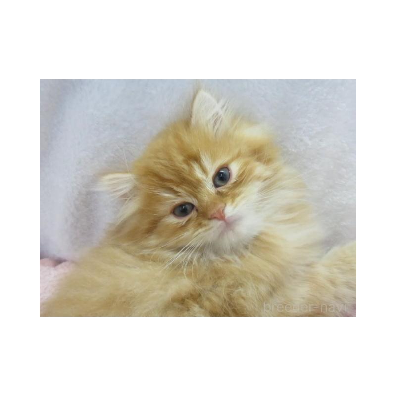 販売中の神奈川県のミヌエット-136273の2枚目