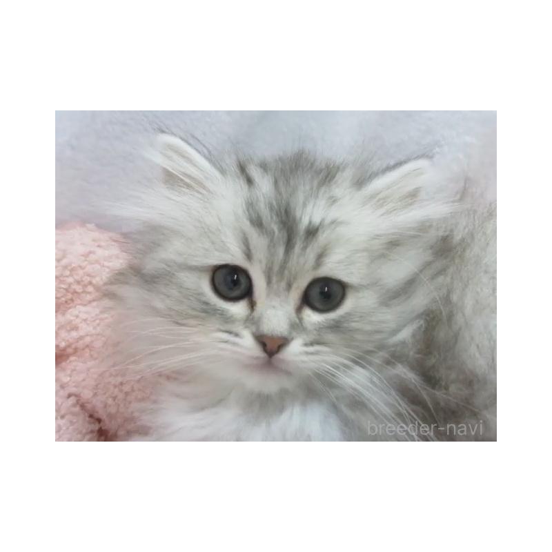 販売中の神奈川県のミヌエット-136274