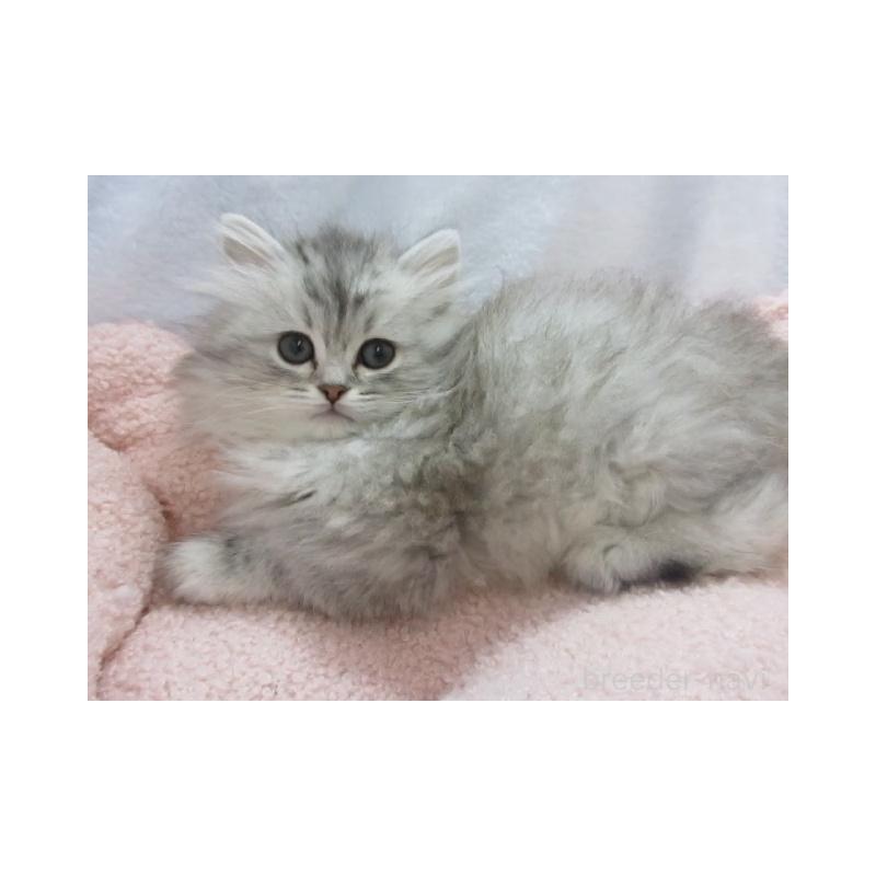 販売中の神奈川県のミヌエット-136274の6枚目