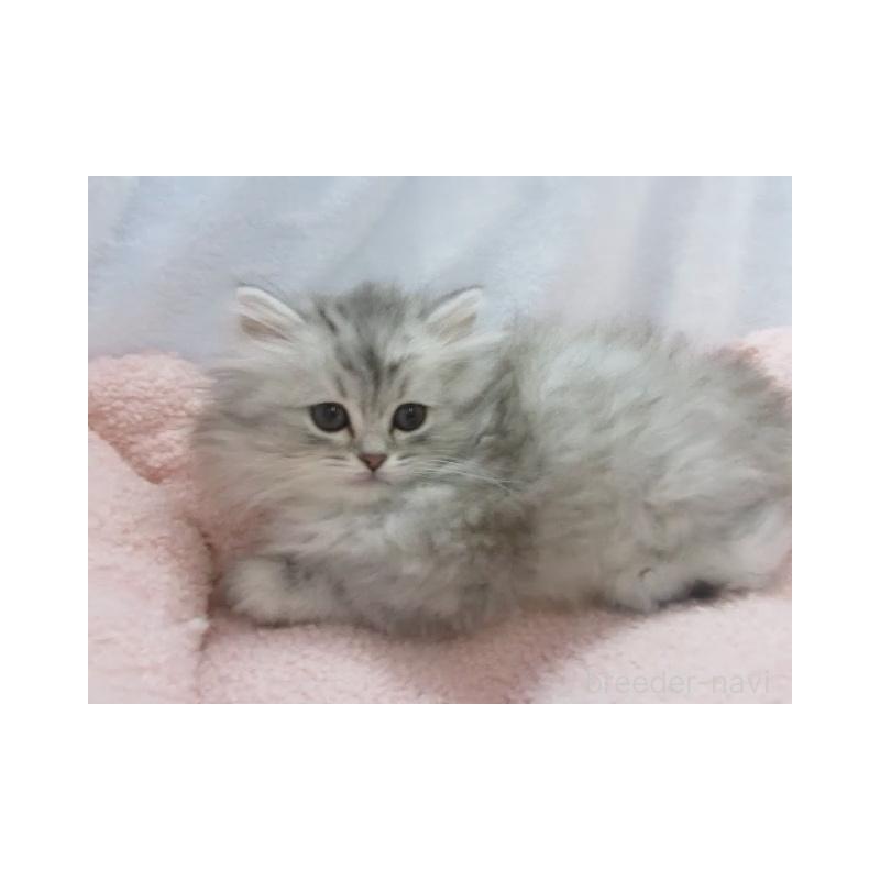 販売中の神奈川県のミヌエット-136274の5枚目