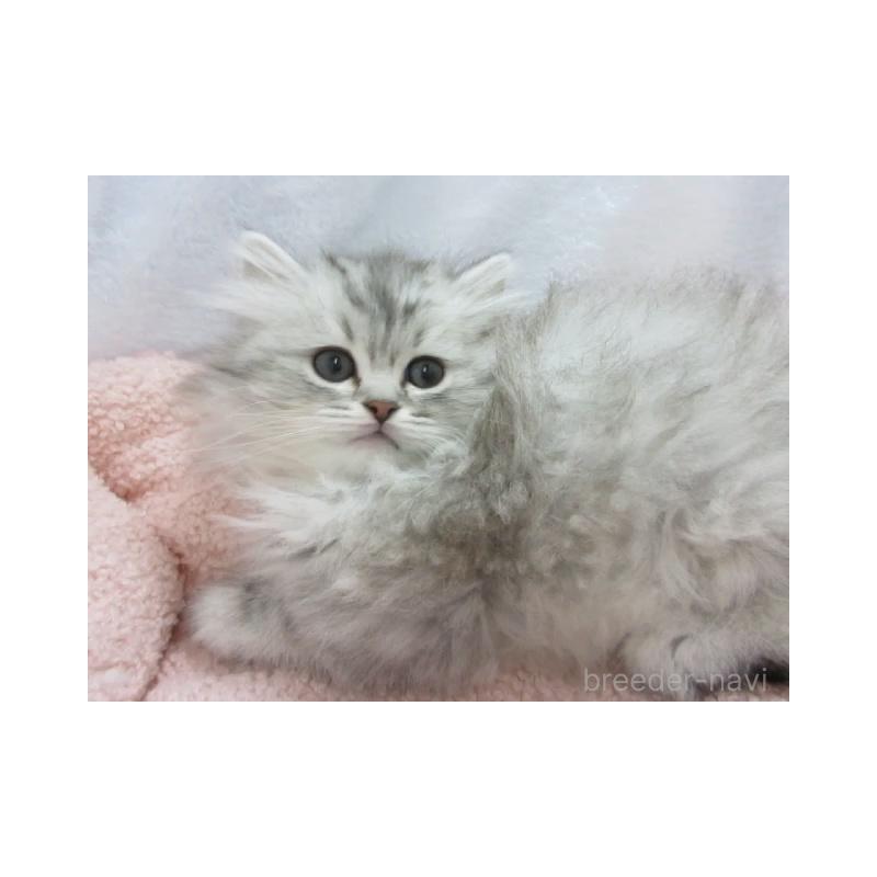 販売中の神奈川県のミヌエット-136274の4枚目