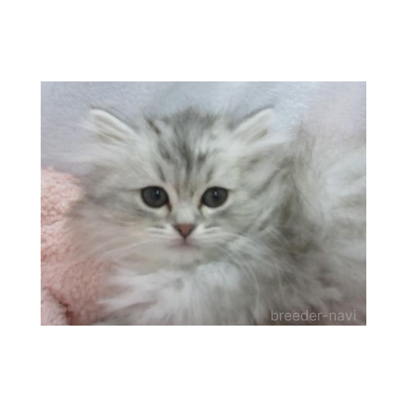 販売中の神奈川県のミヌエット-136274の3枚目