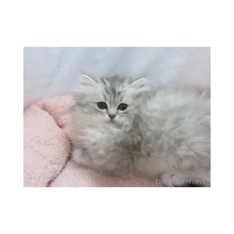 販売中の神奈川県のミヌエット-136274の2枚目