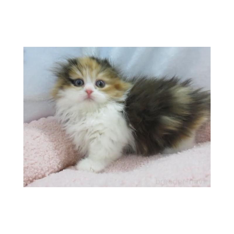 販売中の神奈川県のミヌエット(短足)-136275の6枚目