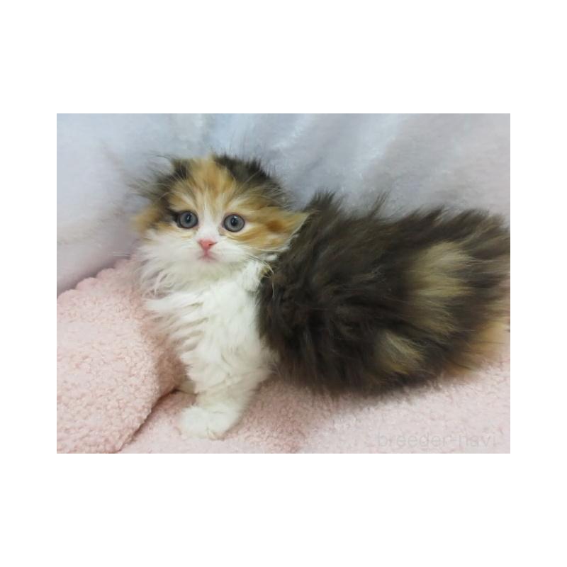 販売中の神奈川県のミヌエット(短足)-136275の5枚目