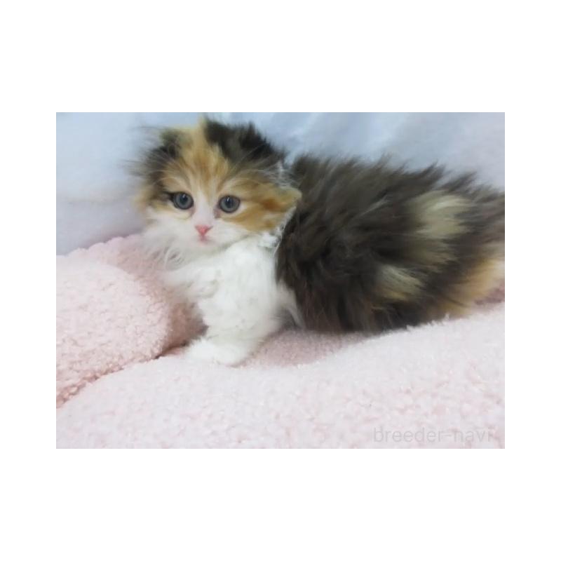 販売中の神奈川県のミヌエット(短足)-136275の3枚目