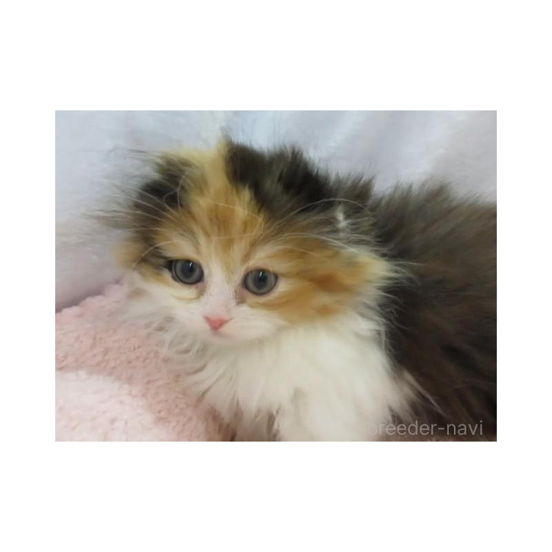 販売中の神奈川県のミヌエット(短足)-136275の2枚目