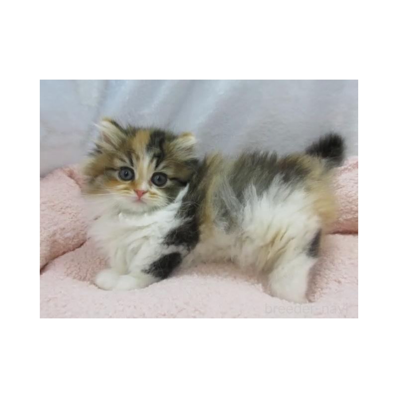 販売中の神奈川県のミヌエット(短足)-136277の1枚目